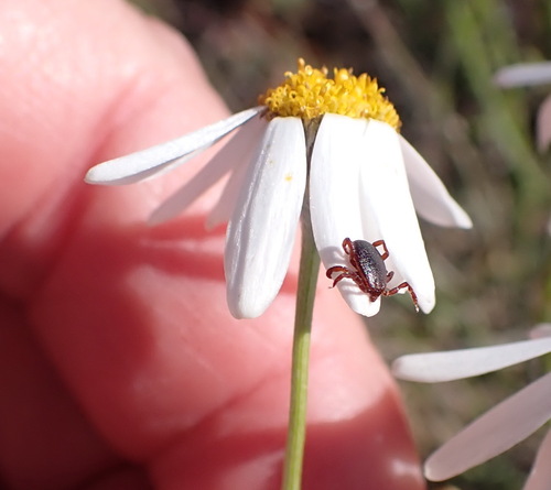 Quartz Sheepdaisy (Phymaspermum leptophyllum)