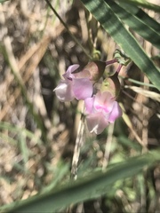 Lathyrus graminifolius
