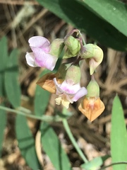 Lathyrus graminifolius