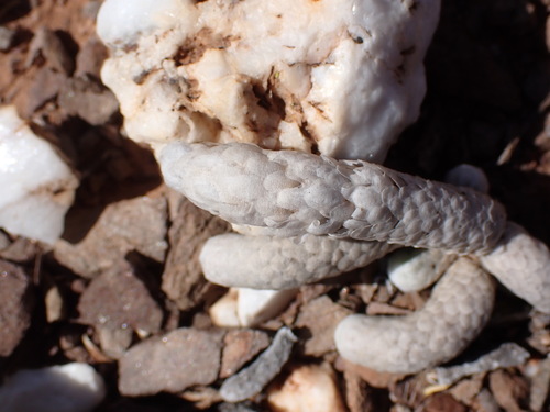 Image of Anacampseros papyracea by (c) Nicola van Berkel, some rights reserved (CC BY-SA)