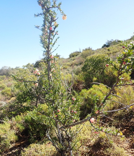 Image of Nymania capensis by (c) Nicola van Berkel, some rights reserved (CC BY-SA)