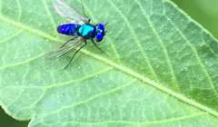 Condylostylus mundus
