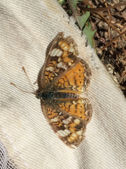 Phyciodes batesii anasazi