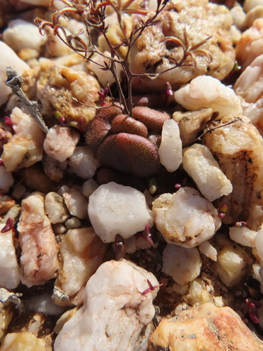Hairball Butterbush (Tylecodon occultans)