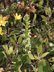 Platanthera yadonii
