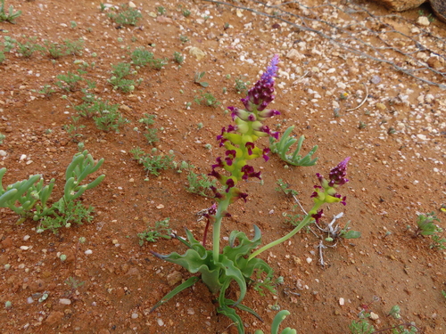 Image of Lachenalia framesii by (c) linkie, some rights reserved (CC BY)