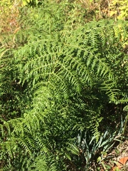 Pteridium aquilinum decompositum