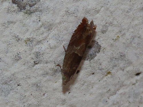 Nut Bud Moth, Voorschoten, Nederland, photo 9 of 10