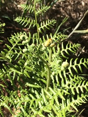 Pteridium aquilinum decompositum
