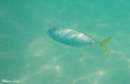 Banded scad (Alepes djedaba) — Carangidae