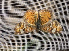 Phyciodes batesii anasazi