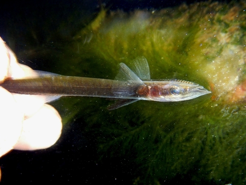 Whitefin sharksucker (Echeneis neucratoides) — Echeneidae