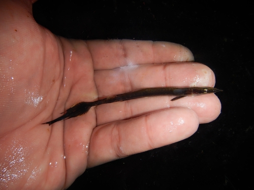 Witvin-zuigvis (Echeneis neucratoides) — Echeneidae — 3