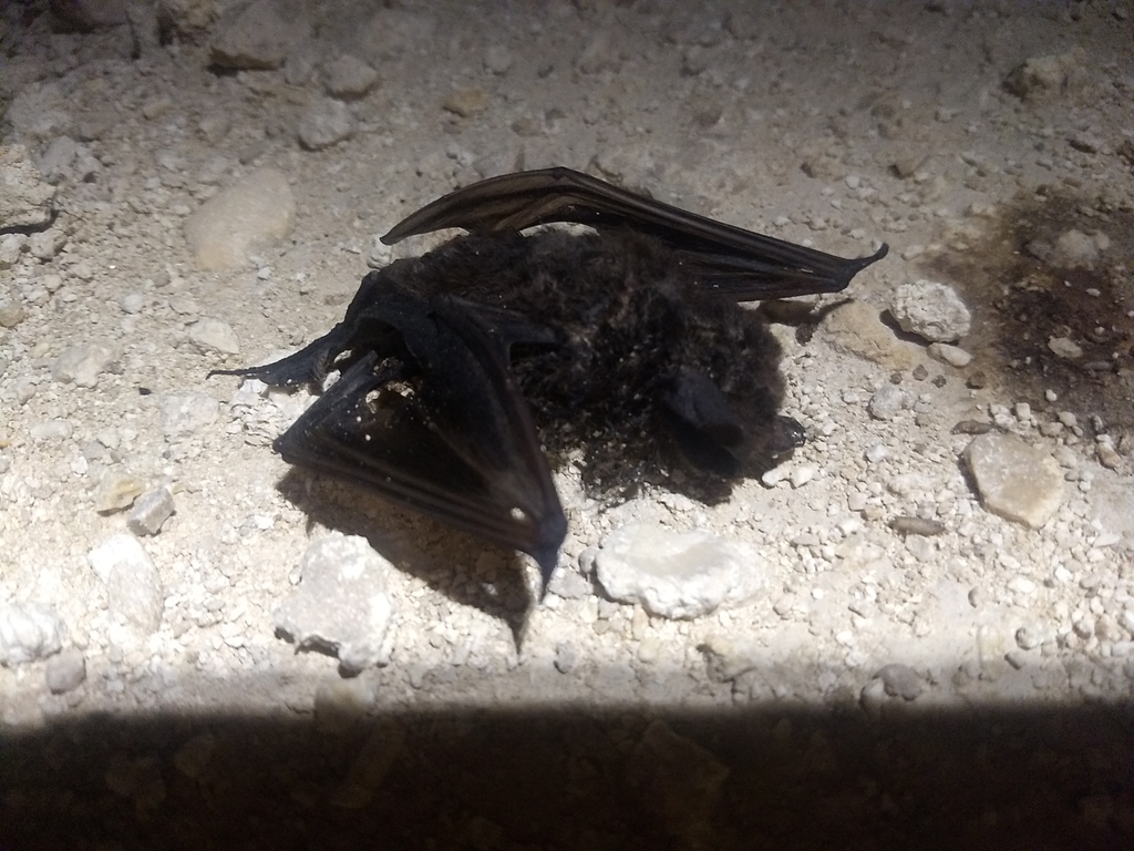 Northern Dwarf Bonneted Bat in June 2019 by Juan Cruzado Cortés ...