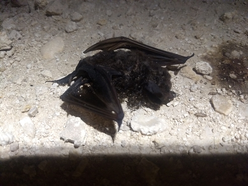 Eumops nanus