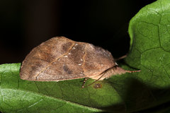 Hemiceras domingonis