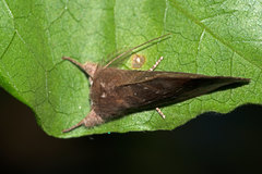 Hemiceras domingonis