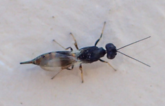 Calosotinae