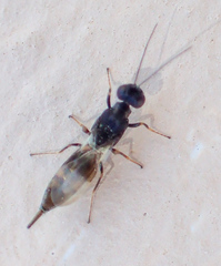 Calosotinae