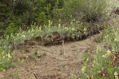 Oxytropis campestris