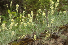 Oxytropis campestris