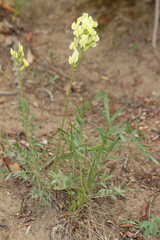 Oxytropis campestris