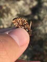 Boloria freija