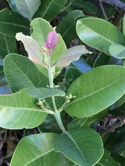 Santalum