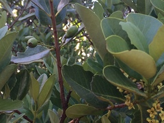 Santalum