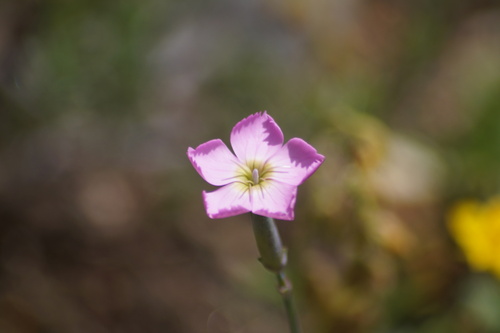 Image of Dianthus inodorus by (c) Lars Willighagen, some rights reserved (CC BY)