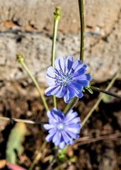 Cichorium pumilum
