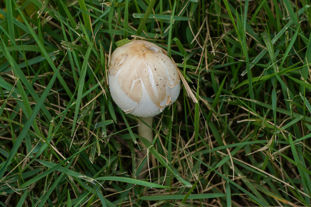 Chlorophyllum molybdites · August 2024 · photo: © tbc_watanabe (iNaturalist, cc-by)