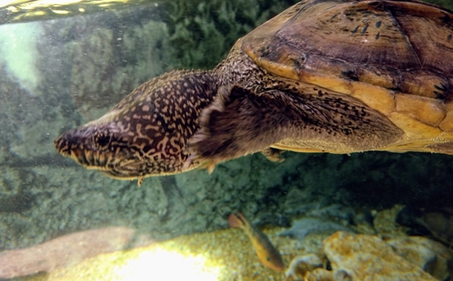 Mexican Giant Musk Turtle