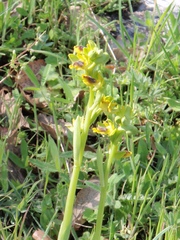 Ophrys sicula