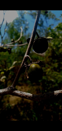 Image of Diospyros inconstans by (c) cristianol1456, some rights reserved (CC BY-SA)