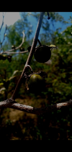 Image of Diospyros inconstans by (c) cristianol1456, some rights reserved (CC BY-SA)