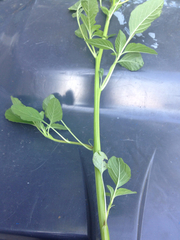 Amaranthus hybridus