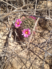 Mammillaria sheldonii
