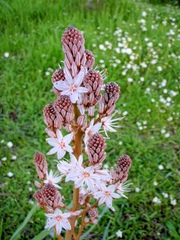 Asphodelus ramosus ramosus