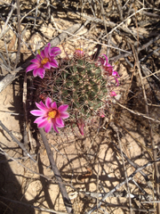 Mammillaria sheldonii