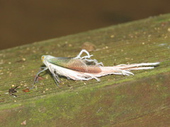 Pterodictya reticularis