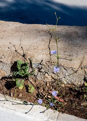 Cichorium pumilum