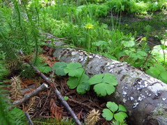 Ranunculus lapponicus