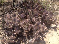 Opuntia gosseliniana