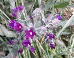 Anchusa undulata
