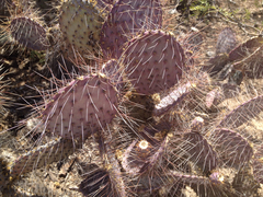 Opuntia gosseliniana