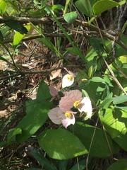 Dalechampia schippii