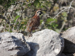 Colinus nigrogularis