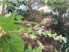 Vitex negundo