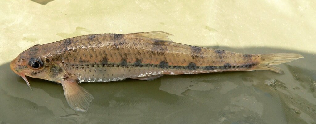 Northern Whitefin Gudgeon